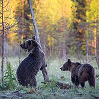 Brunbjörnar, foto Björn Haraldsson